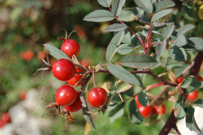 XRotblatt-Rose_T_13080_88.jpg