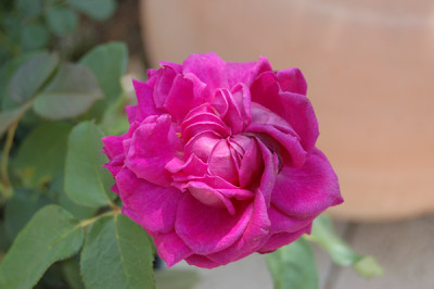 XHans_Rathgeb_10254_95.jpg