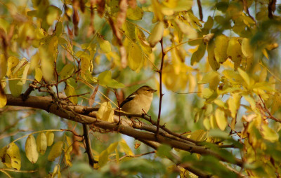 HerbstGoldener.jpg