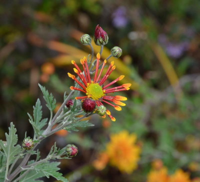 Chrysanthemum-BurntOrange,20-1.jpg