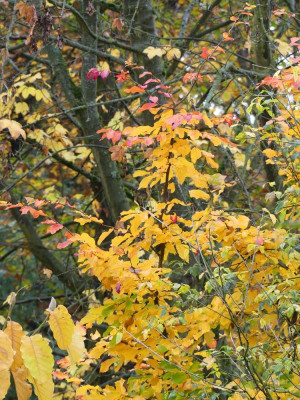2020-10-31 Garteneinblick 57.jpg