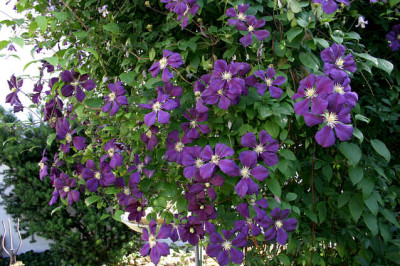 Cl.vit.Etoille_Violett0107a.jpg
