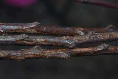 löhrpflaume schaden 009.JPG