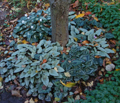 Baumscheibe Cyclamen20.jpg