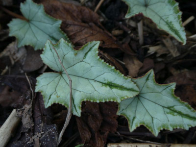 Cyclamen hederifolium 'Lysander' 201103 k.jpg