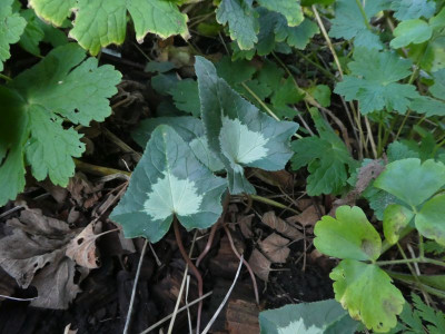 Cyclamen hederifolium rhombus 201103 k.jpg