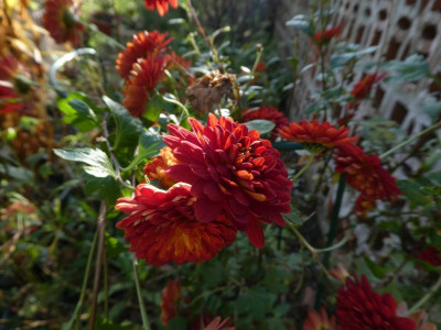 Chrysanthemum 'Brockenfeuer' 201103 k.jpg
