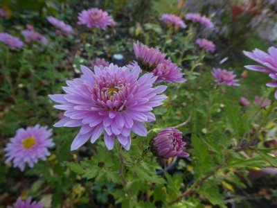 Chrysanthemum 'Elfenreigen' 201103 k.jpg