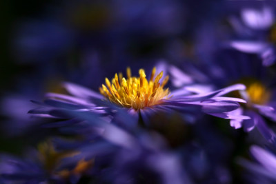 Aster-dumosus.jpg