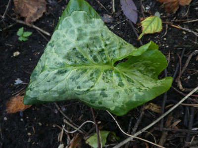 Arum italicum 'Chamaeleon' 201103 k.jpg