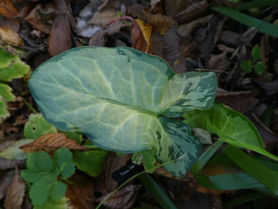 Arum italicum 'Monksilver' 2011103 k.jpg