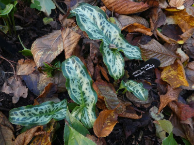 Arum italicum 'Berlin Silber' 2011103 k.jpg