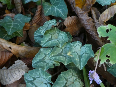 hederifolium eben.jpg