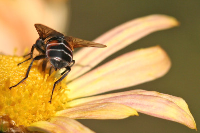 Fliegenversuch-4.jpg