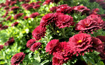 rote Chrysantheme (Copy).jpg