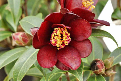 Camellia_Knight_Rider_1633_resize.JPG