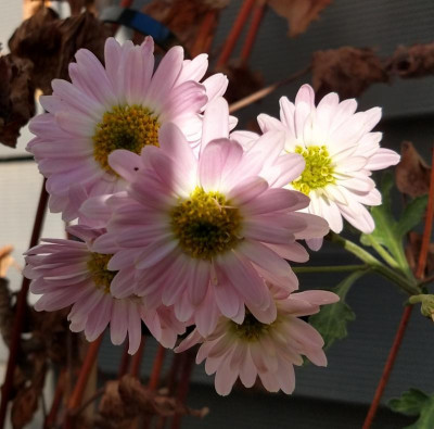 IMG_20201104_144559085_HDR~2.jpg