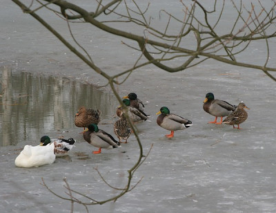 1-Vorschlag-Januar-k0.jpg