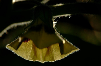Physalis_Oktober.jpg