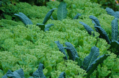Toskana_Sedum_September.jpg