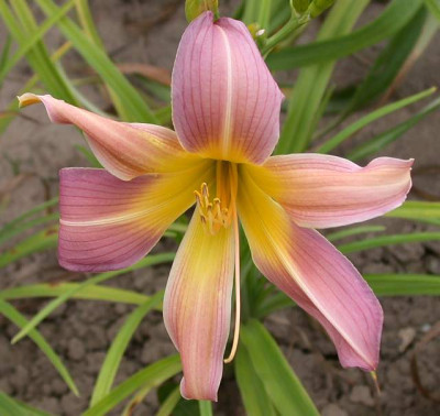 GT03-KR4.11_Prague_Spr._X_Orchid_Corsage001.jpg