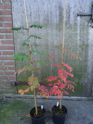Sorbus domestica gp november.JPG