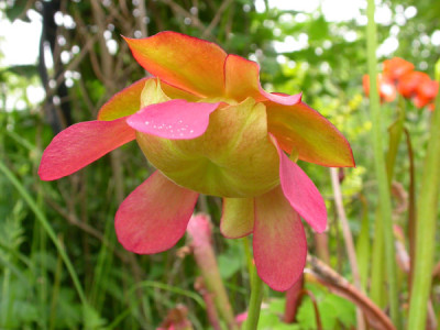 Mai_Sarracenia.jpg