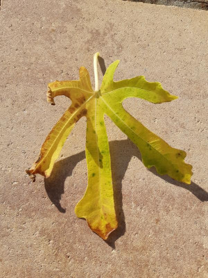 20201105_130641.jpg