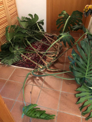Monstera.jpeg