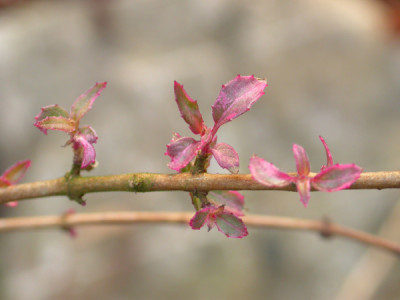 Januar_Fuchsia.jpg