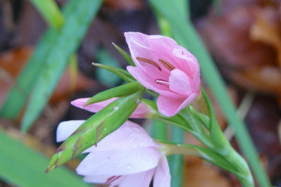 Schizostylos coccinea  Sumpfgladiole.jpg