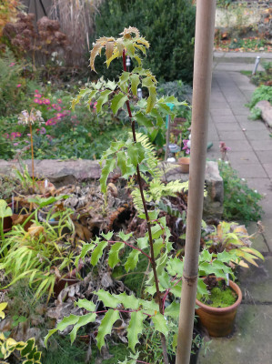 2020-11-05 Mahonia pinnata 'Maurice Foster' 1.jpg