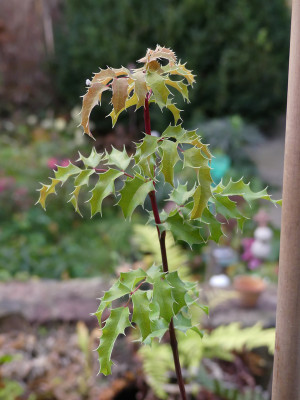 2020-11-05 Mahonia pinnata 'Maurice Foster' 2.jpg