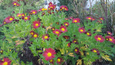 20201105_101553.jpg