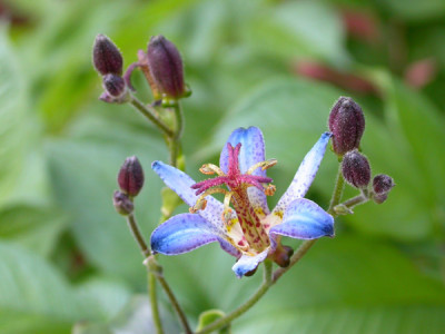 August_Tricyrtis.jpg