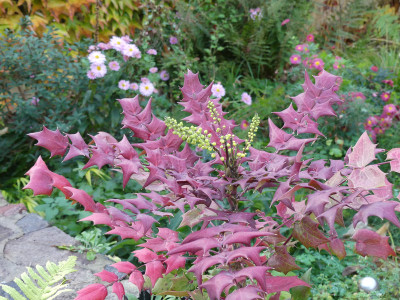 2020-11-05 Mahonia fargesii 2.jpg