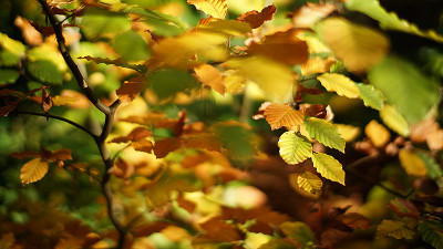 herbst1.jpg