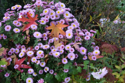 Chrysanthemum-MeiKyu.20-2.jpg