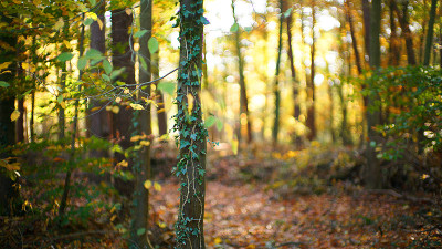herbst2.jpg