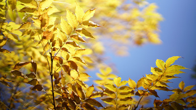 herbst3.jpg