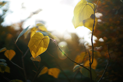 herbst4.jpg