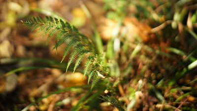 herbst5.jpg