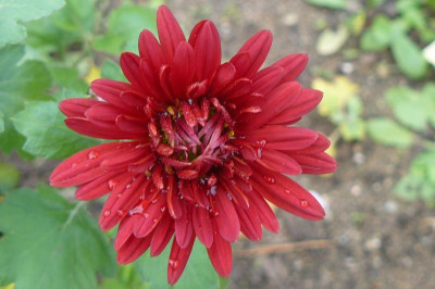 Chrysanthemum `Brockenfeuer`.jpg