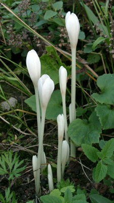 09100009_eColchicum_autumnale_var_album.JPG