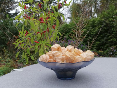 201106_Physalis_2.jpg