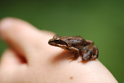 frosch_im_walde.jpg