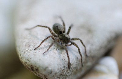 spinne_auf_stein.jpg