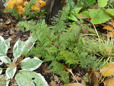 2020-11-01 Farne Polystichum setiferum.jpg