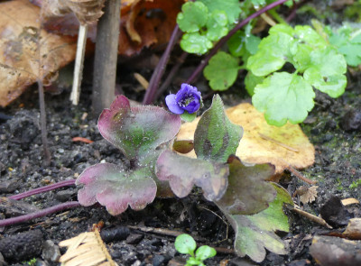 2020-11-06 Hepatica.jpg