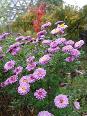 2020-11-06 Chrysanthemum 'Mei-Kyo' 1.jpg
